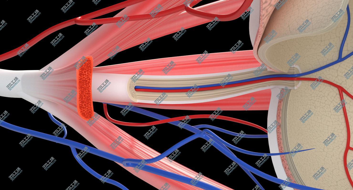 images/goods_img/20210319/3D Eye Anatomy Section/2.jpg